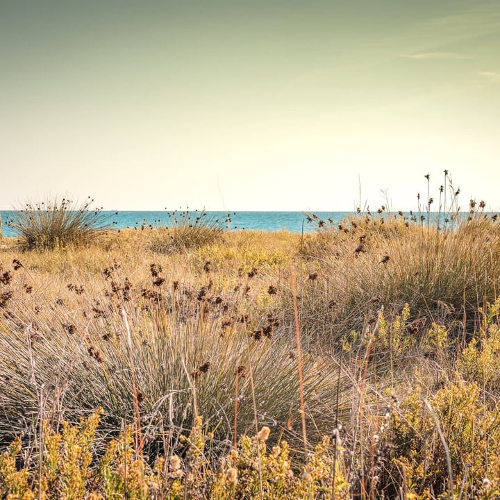 Vue sur une plage avec des herbes hautes et des plantes variées au premier plan, tandis qu'une mer bleue et un ciel clair se détachent à l'arrière-plan.